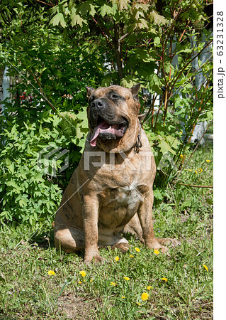 Canary mastiff is sitting on a green grass. 63231328