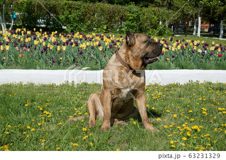 Canary mastiff is sitting near a flower bed. 63231329