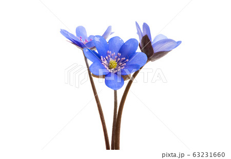Hepatica Nobilis isolated 63231660