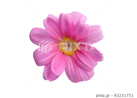 pink pericallis isolated pink pericallis isolated 63231751