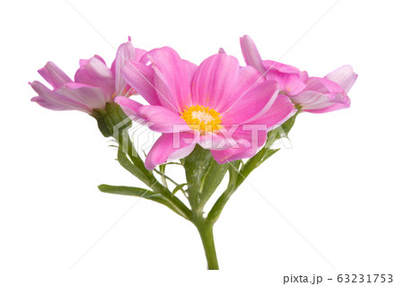 pink pericallis isolated pink pericallis isolated 63231753