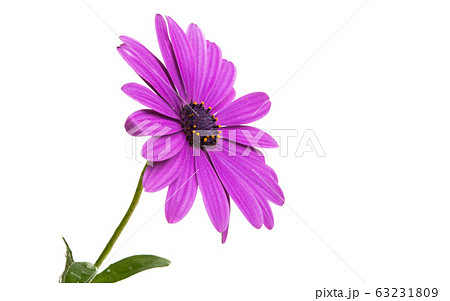 Osteosperumum Flower Daisy Osteosperumum Flower Daisy 63231809