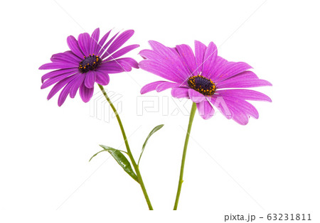 Osteosperumum Flower Daisy Osteosperumum Flower Daisy 63231811