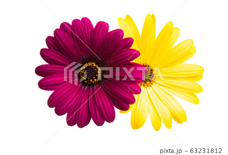 Osteosperumum Flower Daisy Osteosperumum Flower Daisy 63231812