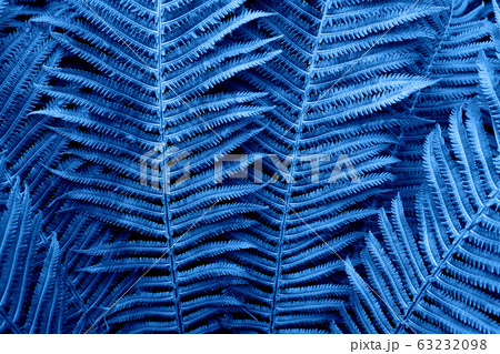 Floral background. Glowing fern in neon trendy Floral background. Glowing fern in neon trendy 63232098