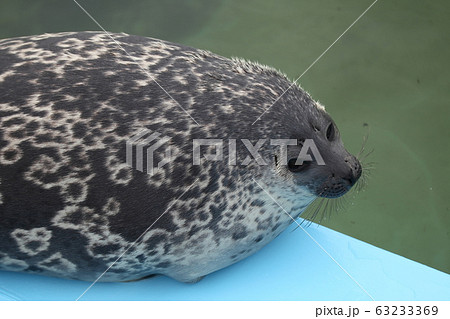 あざらし_紋別 63233369