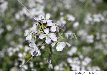 ダイコンの花 63233639
