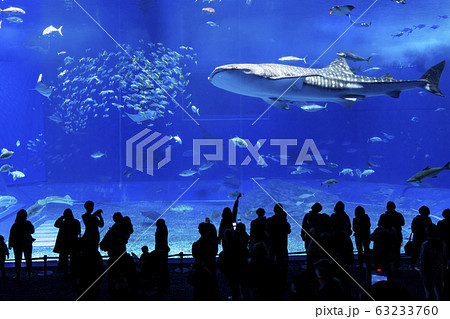 沖縄美ら海水族館 63233760