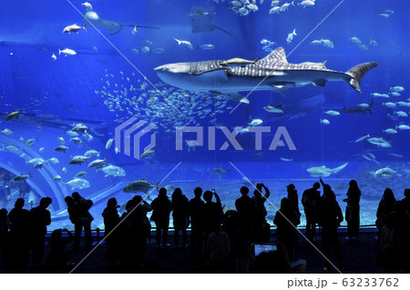 沖縄美ら海水族館 63233762