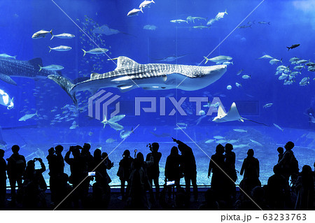 沖縄美ら海水族館 沖縄美ら海水族館 63233763