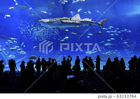 沖縄美ら海水族館 沖縄美ら海水族館 63233764