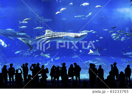 沖縄美ら海水族館 沖縄美ら海水族館 63233765