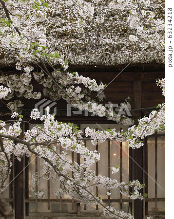 秋田県角館　桜 63234218