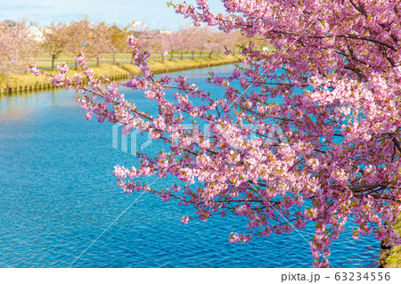 笠松河津桜ロード (3月 晴れ) 笠松河津桜ロード (3月 晴れ) 63234556