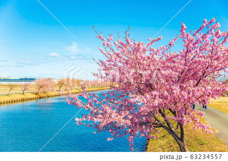 笠松河津桜ロード　(3月　晴れ) 63234557