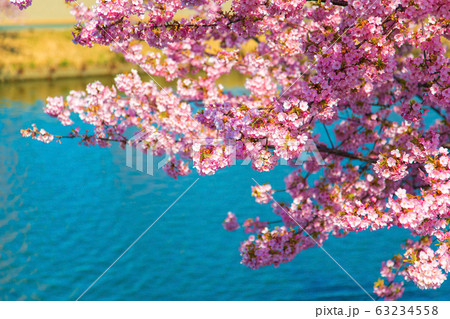 笠松河津桜ロード　(3月　晴れ) 63234558