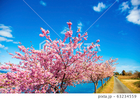 笠松河津桜ロード　(3月　晴れ) 63234559