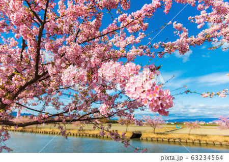 笠松河津桜ロード　(3月　晴れ) 63234564