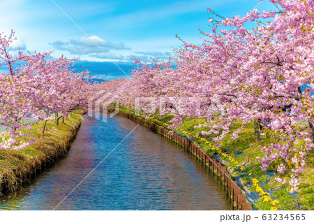 笠松河津桜ロード　(3月　晴れ) 63234565