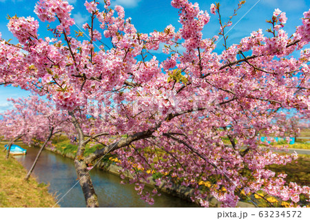 笠松河津桜ロード　(3月　晴れ) 63234572