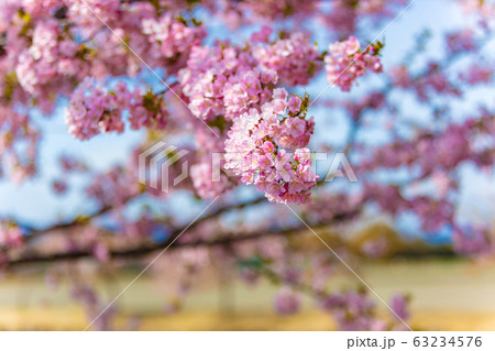 笠松河津桜ロード　(3月　晴れ) 63234576