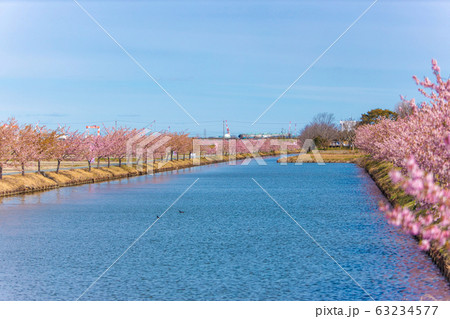 笠松河津桜ロード　(3月　晴れ) 63234577