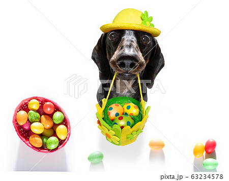 happy easter dog with eggs 63234578