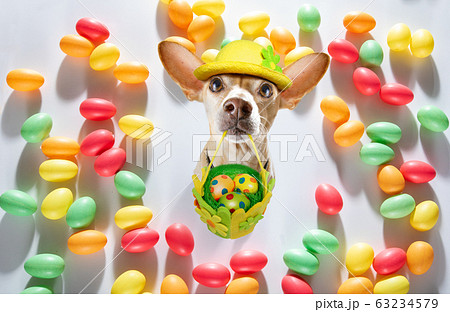 happy easter dog with eggs 63234579