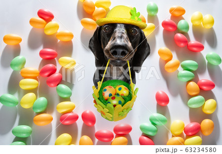 happy easter dog with eggs 63234580