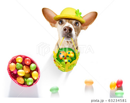 happy easter dog with eggs 63234581