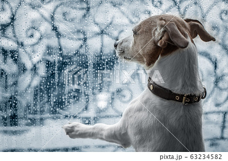 dog at window watching the rain 63234582