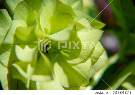 クリスマスローズ　 63234873