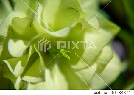 クリスマスローズ　 63234874