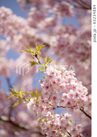 河津桜のクローズアップ 2020 河津桜のクローズアップ 2020 63234884