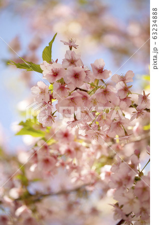 河津桜のクローズアップ 2020 河津桜のクローズアップ 2020 63234888