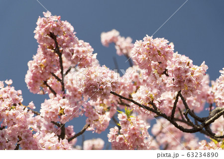 河津桜のクローズアップ 2020 河津桜のクローズアップ 2020 63234890