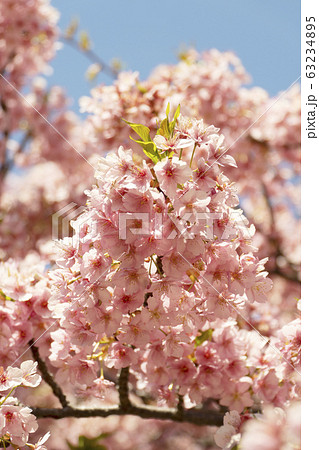 河津桜のクローズアップ 2020 河津桜のクローズアップ 2020 63234895