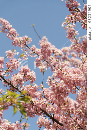 河津桜のクローズアップ 2020 河津桜のクローズアップ 2020 63234902