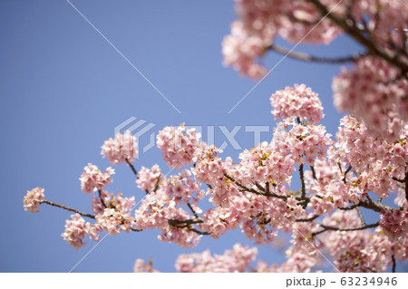 河津桜(葵桜)のクローズアップ 岡崎市 2020 河津桜(葵桜)のクローズアップ 岡崎市 2020 63234946