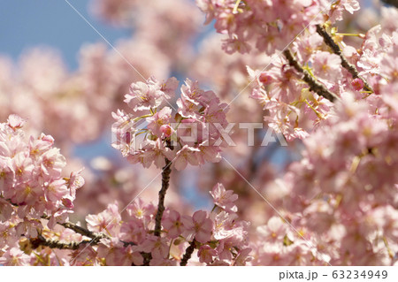 河津桜(葵桜)のクローズアップ 岡崎市 2020 河津桜(葵桜)のクローズアップ 岡崎市 2020 63234949