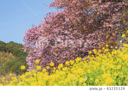 南伊豆の河津桜 63235129