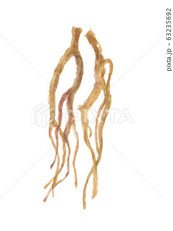 ミシマサイコの根　柴胡 63235692