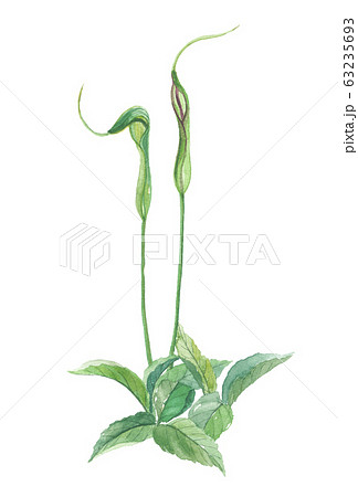 カラスビシャク　 63235693