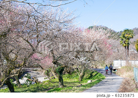 東京都　八王子市　高尾梅郷　遊歩道梅林 63235875