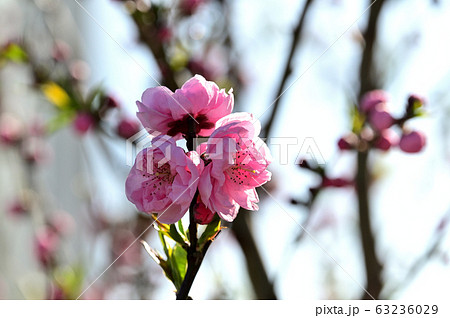 桃の花 桃の花 63236029