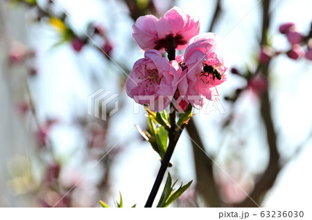 桃の花 桃の花 63236030