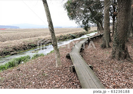 群馬県のザゼンソウ群生地 63236188