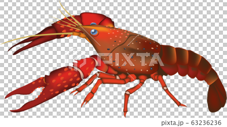 ザリカニ 63236236