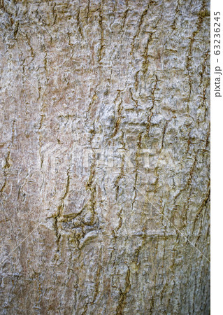 樹皮 樹皮 63236245