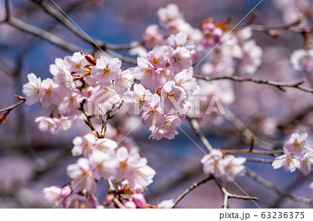 三重県　熊野市　早咲きの新種桜　クマノザクラ 63236375